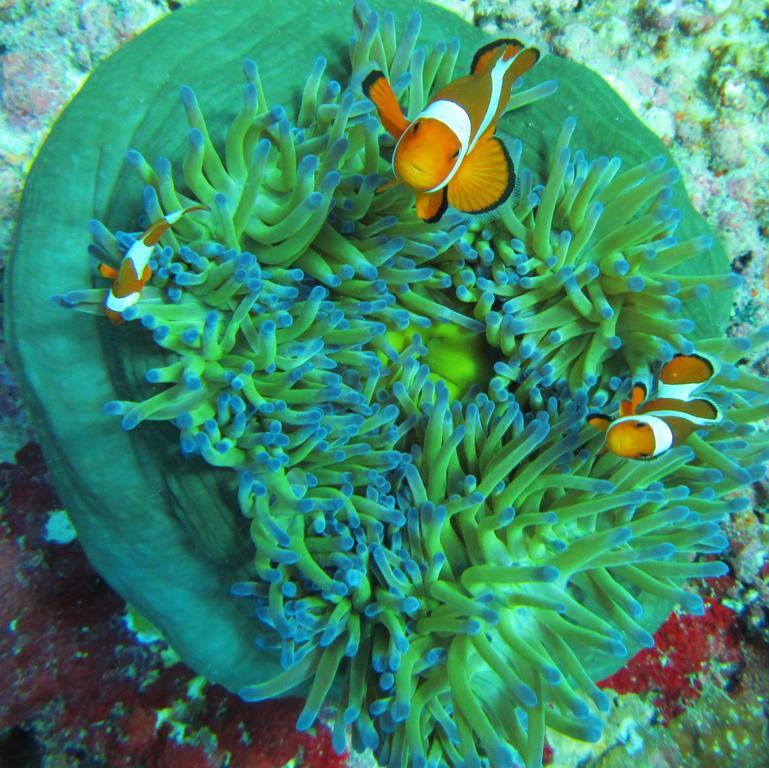 Mahogany Cottage Gili Meno Dış mekan fotoğraf